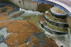 Home pool with biomass on stairs